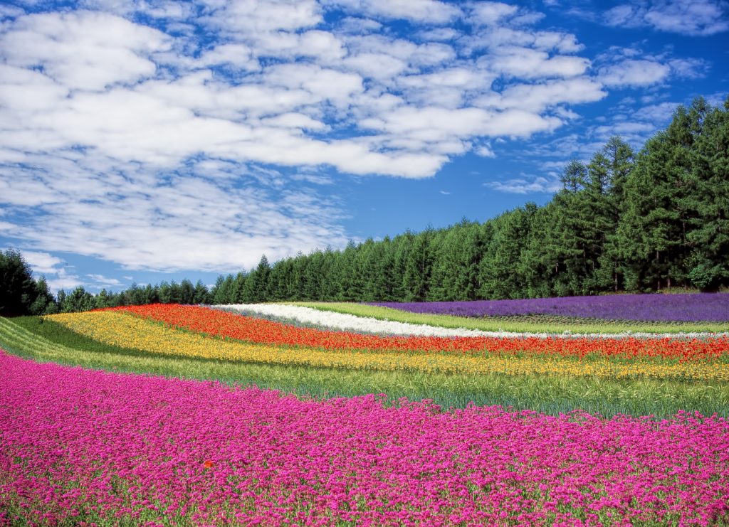 Champs de fleurs aux couleurs arc-en-ciel