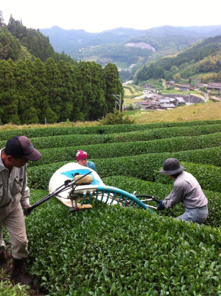 Japon - Récolte de feuilles de thé dans le village de Kasahara